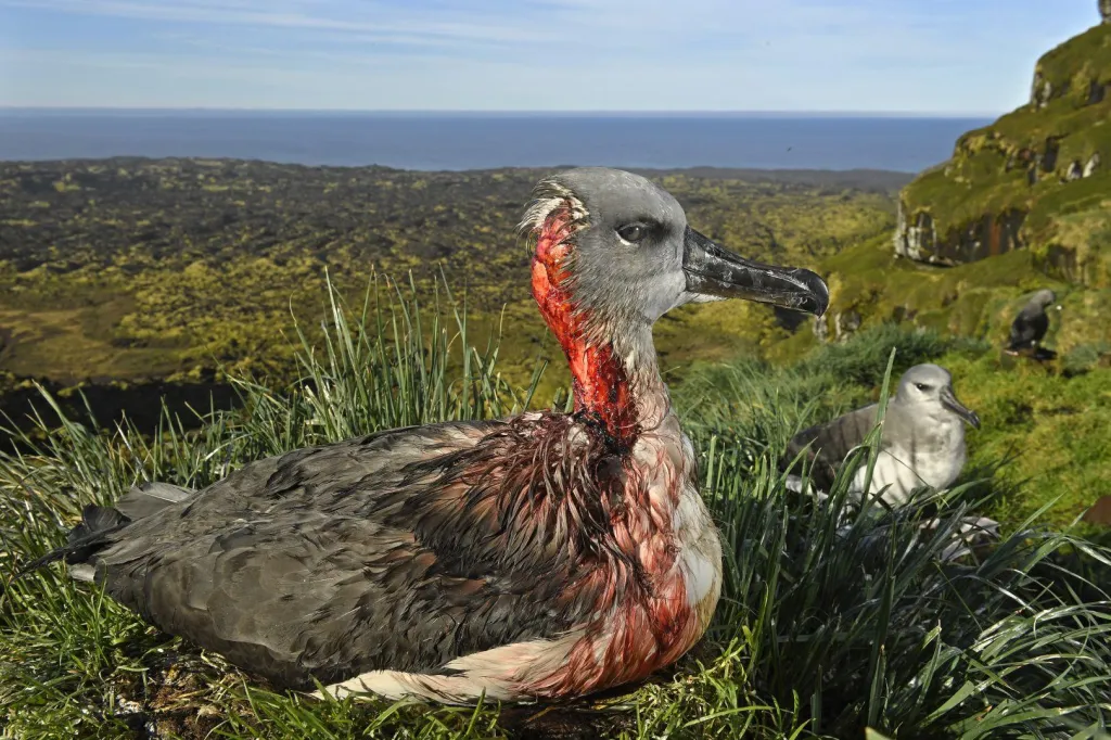 Druhá cena v kategorii Životní prostředí. Útok myších příšer. Mládě albatrosa na Ostrovech prince Edwarda poblíž JAR po útoku myši z agresivního druhu, který napadá živá mláďata ptáků.