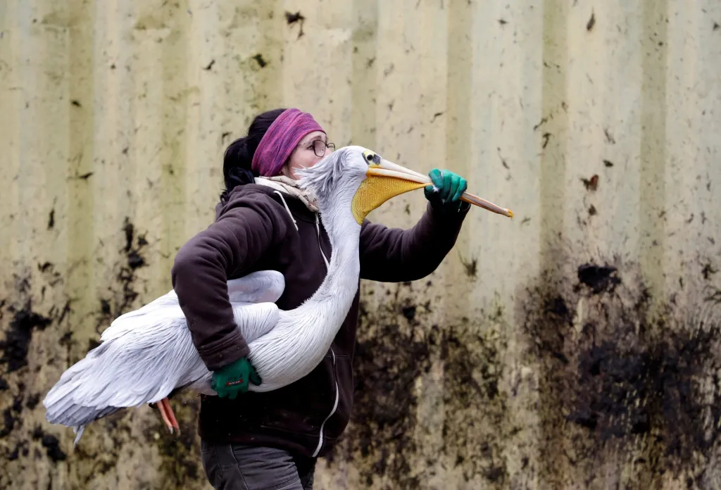 Transport pelikánů do zimoviště v Zoo Dvůr Králové