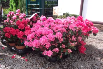 Jarní Floria bude poprvé v Kroměříži, nabídne hlavně cibuloviny