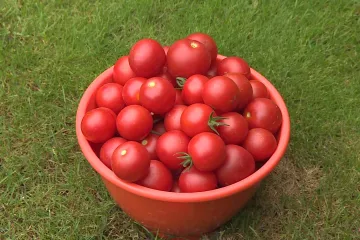Olomoučtí vědci vyvinuli přípravek, který zvyšuje výnosy zeleniny. Pomaleji stárnou a odolávají suchu