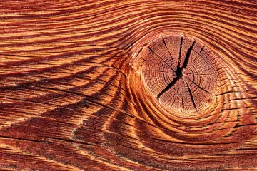 Letokruhy ukázaly 90 let neřízené ekologické katastrofy na severu Sibiře