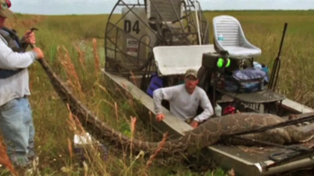 Na Floridě chytili pětimetrovou krajtu