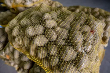 Brambory na Zlínsku podraží. Někteří pěstitelé hlásí o třetinu nižší úrodu