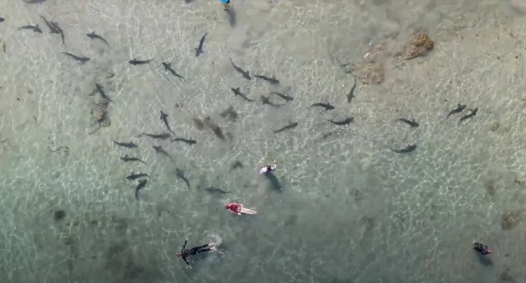 Větší skupina asi třiceti leopardích žraloků prozkoumávala za účasti lidí pobřeží u pláže La Jolla Shores v americkém San Diegu