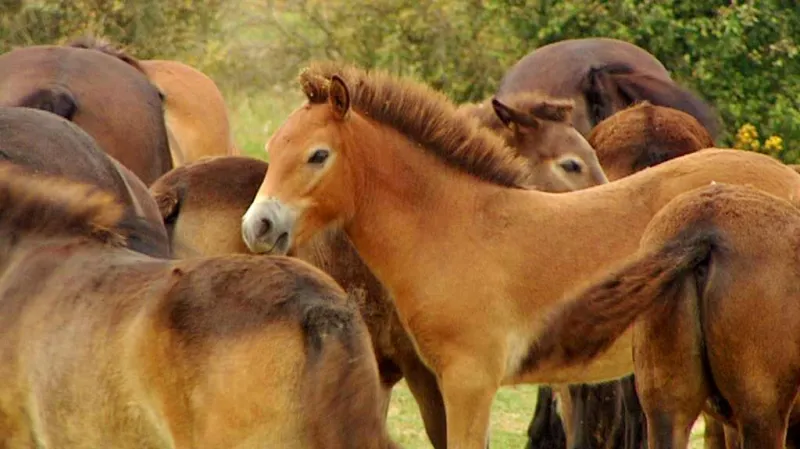 Divocí koně v Milovicích