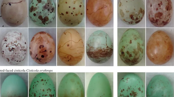 Prvních šest sloupců ukazuje vejce cvrliček, poslední dva pak kopie přádelníků
