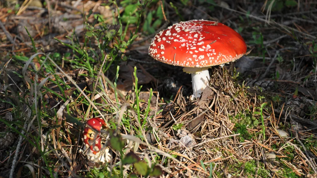 Muchomůrka červená