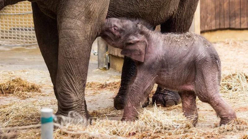 Nový přírůstek v ostravské zoo
