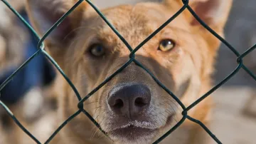 Útulek pro zvířata v Brně přijímá psy z fronty na Ukrajině