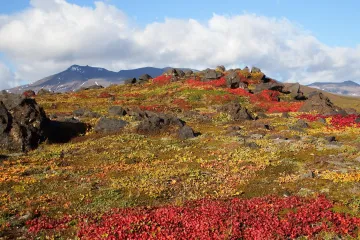 Sibiřské tundře hrozí zánik. V nejlepším případě se dle studie rozdělí na dvě části