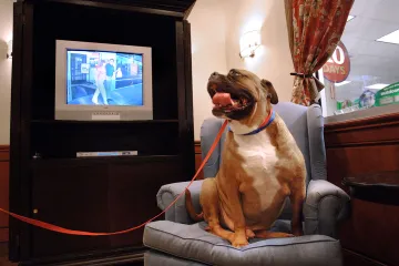 Psí vztah k televizi je stále záhadou. Vědci už vědí, co na obrazovce vidí, ale tápou, co vnímají