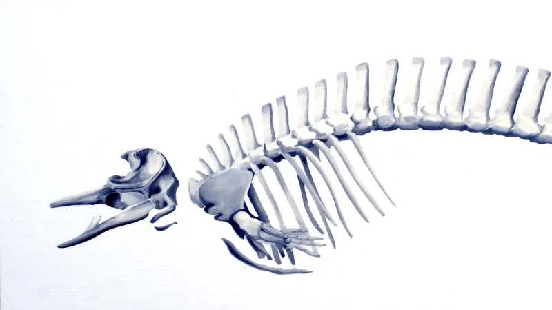 Kostra vorvaňovce Mesoplodon traversii