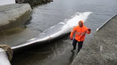 Ulovená velryba na Islandu