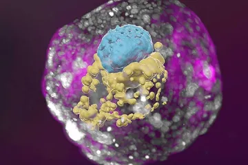 Vědci vytvořili v laboratoři lidská embrya bez spermie a vajíčka. Model pomůže s poznáním i léčbou