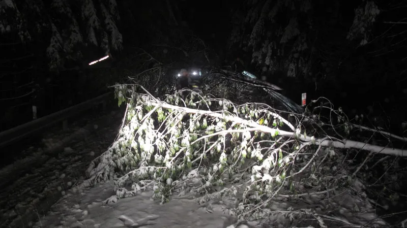 Strom na silnici na Pustevny