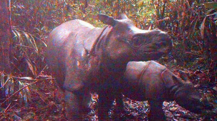 Nosorožci před kamerami v indonéském parku