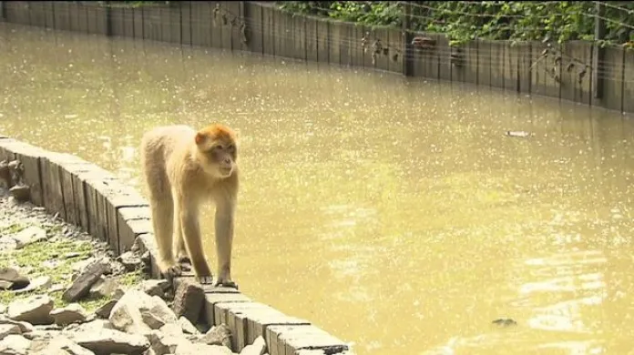Pražská zoo sčítá škody