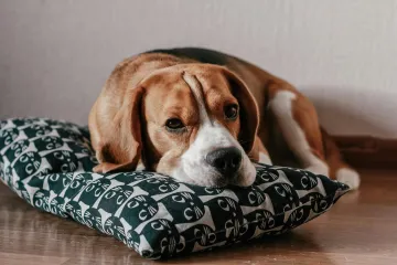 Druhá šance pro laboratorní psy. Útulek na Plzeňsku je nabízí k adopci