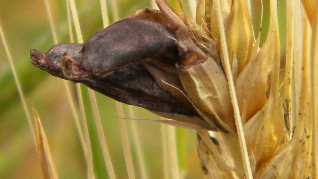 Námel