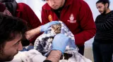 Dobrovolníci z řad veterinářů pomáhají zvířatům postiženým zemětřesením v Hatayi