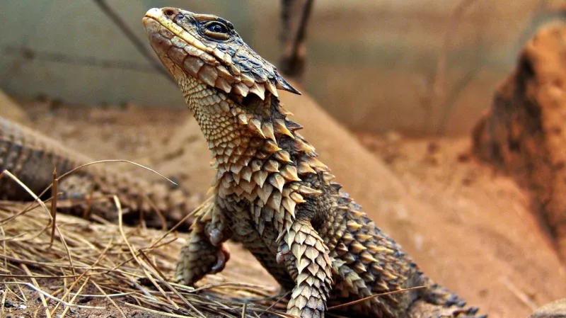 Kruhochvost je miniaturní drak