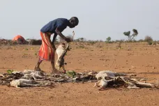 Somálsku hrozí hladomor. Na vině jsou velká sucha i nevýkonné zemědělství