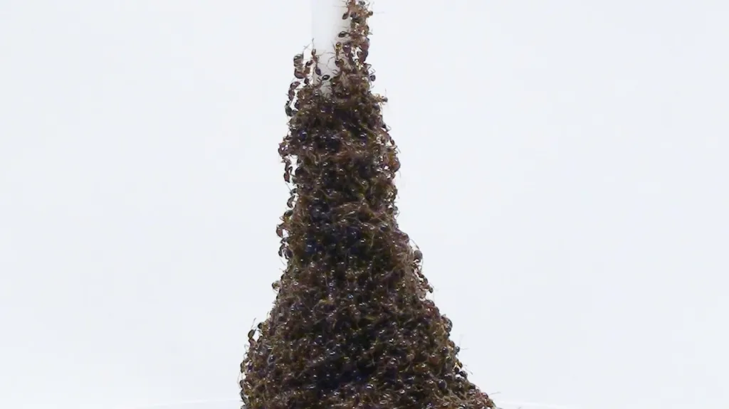 Mravenčí Eiffelovka