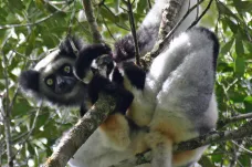 Zpívající lemurové naznačují původ lidské hudby, míní studie