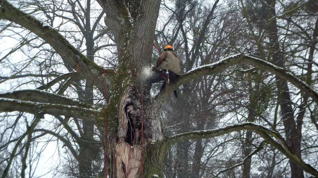 Práce arboristů v Podzámecké zahradě