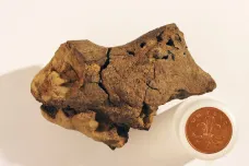 Vědci poprvé našli zkamenělinu mozku dinosaura. Vypadal jako párek a byl extrémně malý