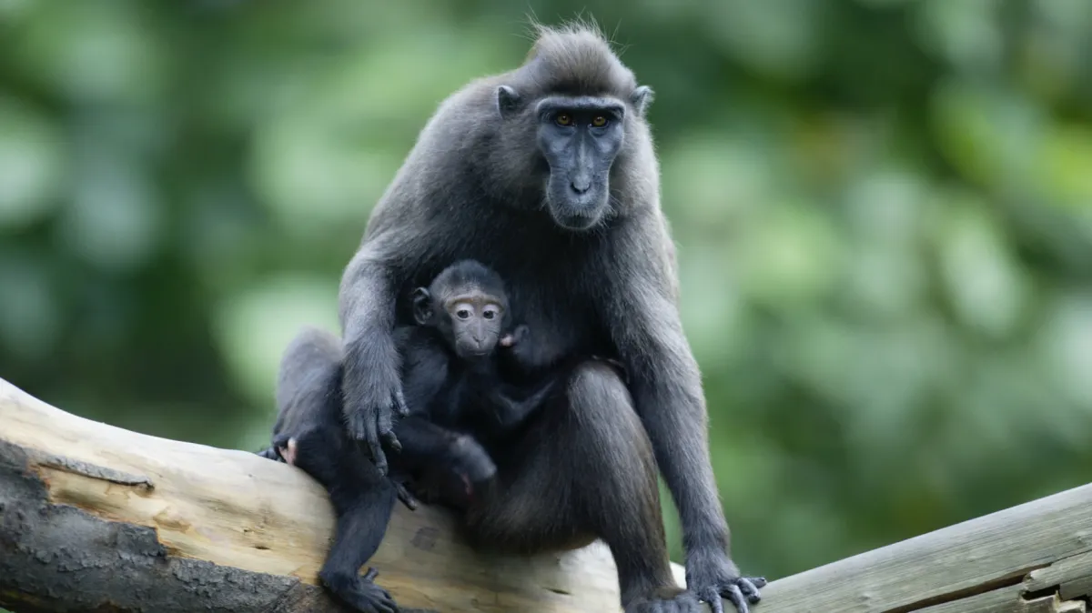 Makak prchl z děčínské zoo. Než ho chovatelé lapili, běhal tři hodiny po městě