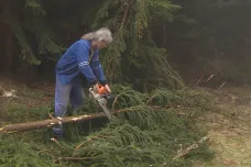 Krkonoše se zbavují poškozených stromů, v obavě z kůrovce nabízí dřevo za symbolickou cenu