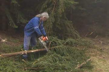 Krkonoše se zbavují poškozených stromů, v obavě z kůrovce nabízí dřevo za symbolickou cenu