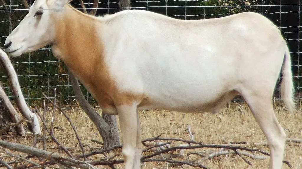Přímorožec šavlorohý