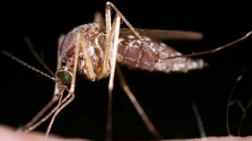 Komáři letos obyvatele jižní Moravy obtěžovat nebudou