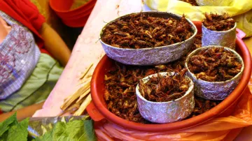 Fritovaný hmyz na mexický způsob