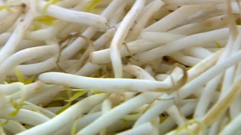 Studio ČT24 k nákaze E. coli