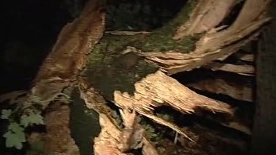 Vyvrácený strom po bouřce