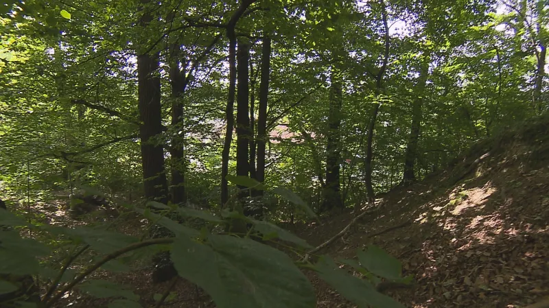 Les (Ilustrační foto)