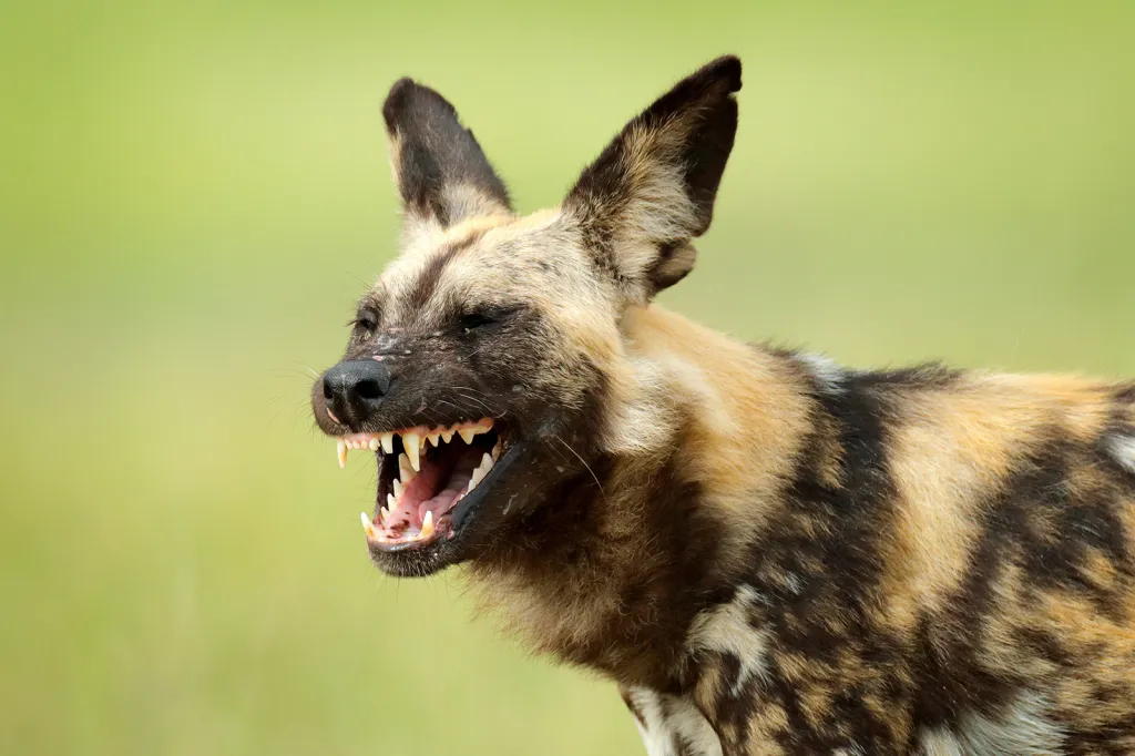 Nominace na vítěznou sérii Czech Press Photo 2018 (Věda a životní prostředí): Pes hyenovitý na lovu telete buvola afrického