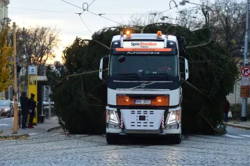 Rodina z Hluboček darovala Olomouci třicetimetrový vánoční strom. Kvůli bezpečnosti je nakonec o něco nižší