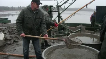 Výlov lednických rybníků