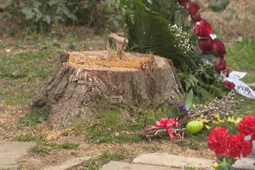 Úpravy rozptylové loučky v Brně vyvolaly odpor pozůstalých