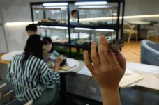 Zákazníkům malajsijské kavárny dělají společnost ještěrky a hadi