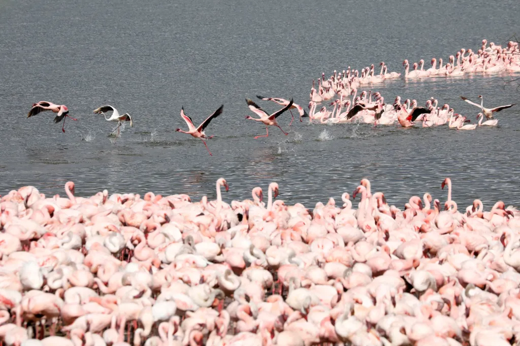 Plameňáci na jezeru Bogoria