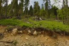 Kavkazské lesy rapidně řídnou. Mizí staleté jedle, zvěř se místy už nemá kam ukrýt