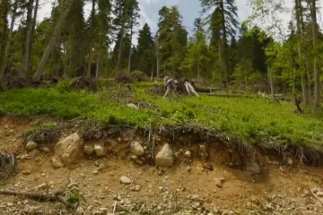 Kavkazské lesy rapidně řídnou. Mizí staleté jedle, zvěř se místy už nemá kam ukrýt