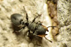 Evoluce se může „obrátit“, ukázali vědci na mravencích