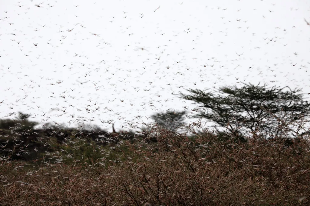 Invaze sarančat zachvátila sever Keni. Fotografie ukazují situaci v oblasti zvané Turkana v severozápadní části Keni