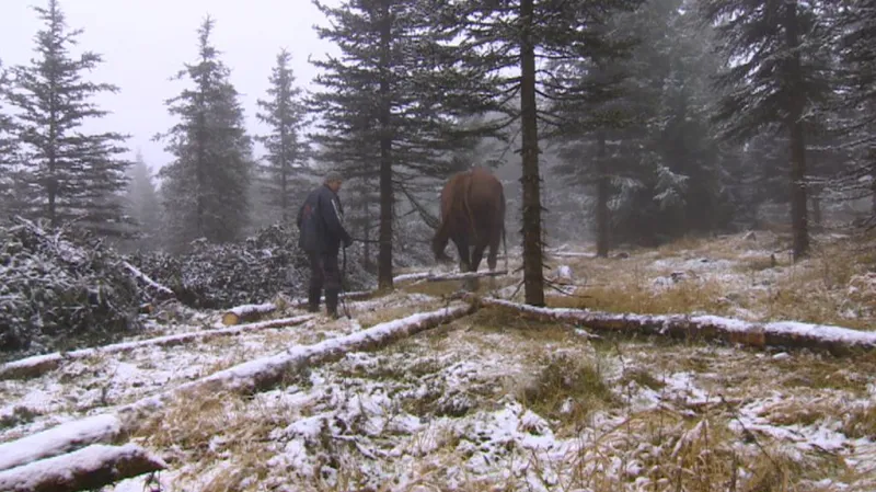 Odklízení napadených stromů